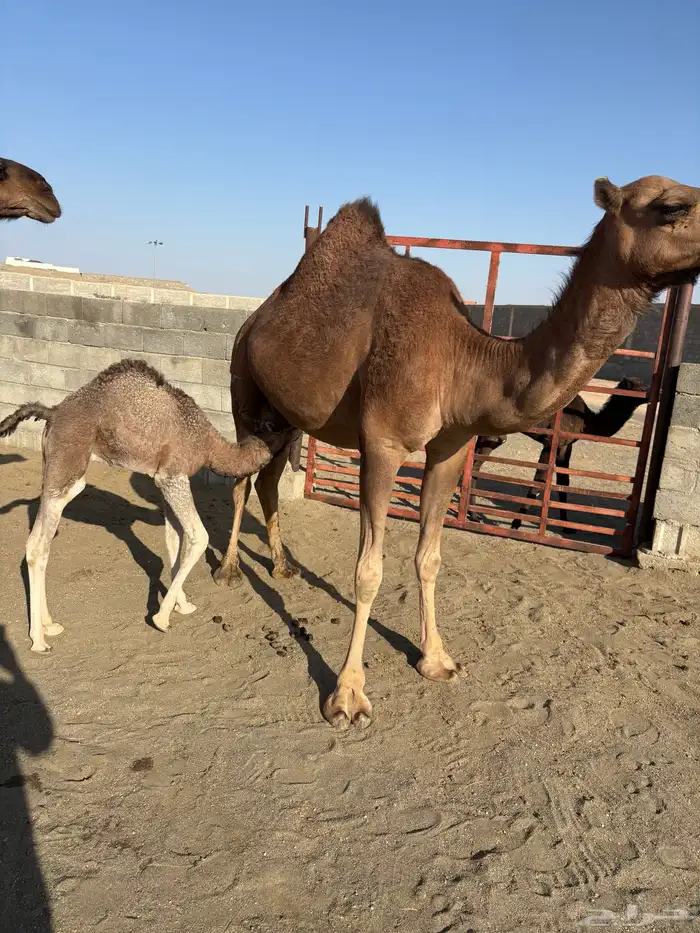 خلفتين سواحل مصاغير كفووو 2