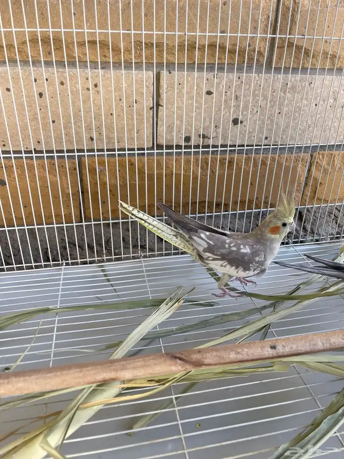 طيور الكروان كروان 8