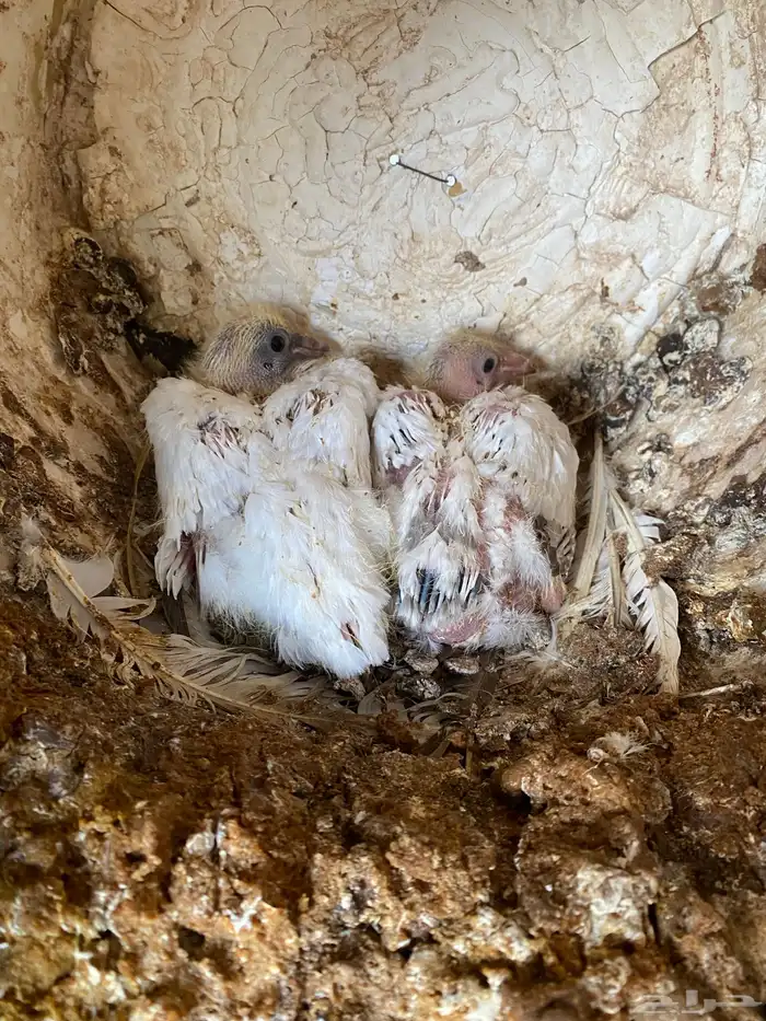 حمام مشكل فاخر سوبر جانبو 8