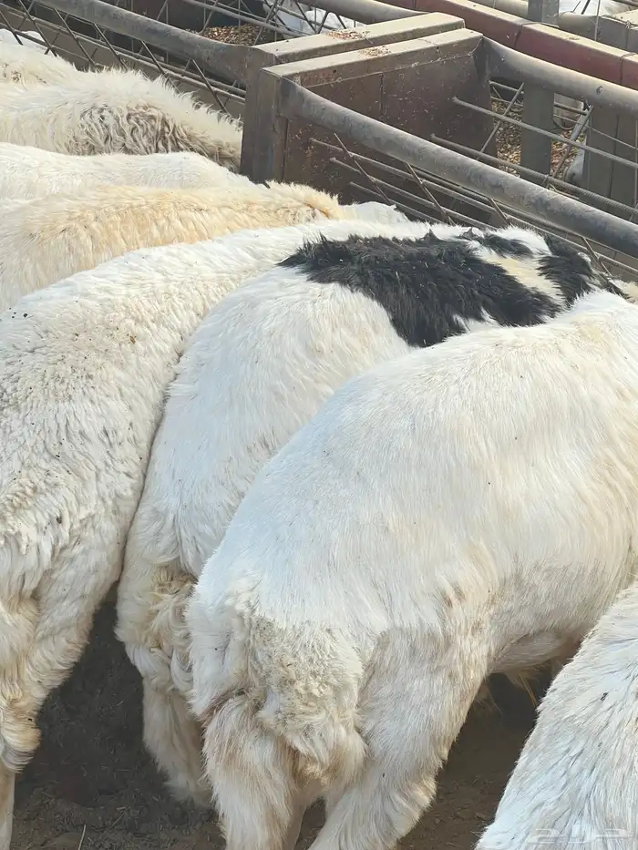 ذبايح للبيع 8