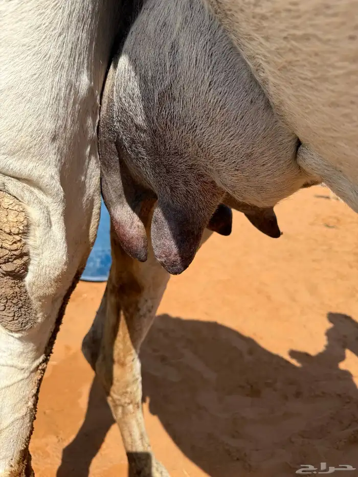 خلفه وضحا مصغر 5