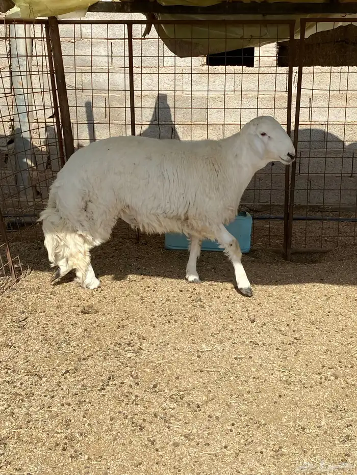 خروف حري جبر جذع 0