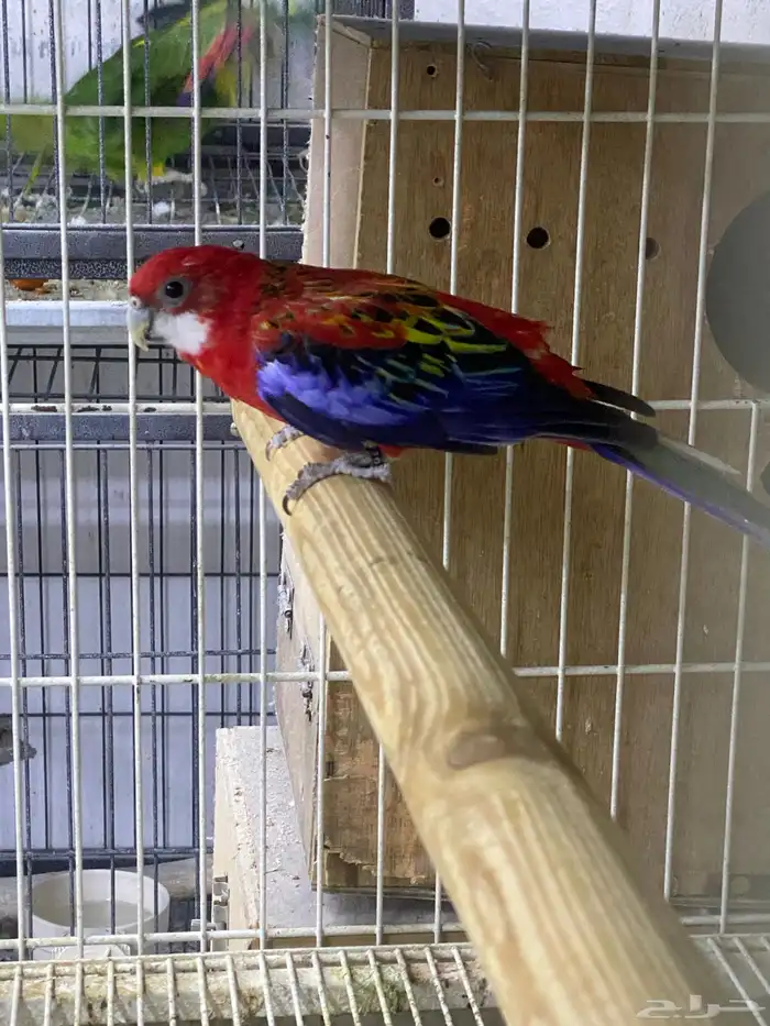 ذكر روزيلا بشهادته 0