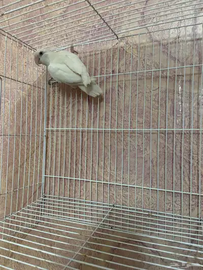 للبيع انثى روز منتجه index