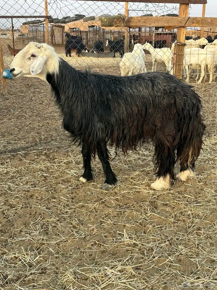 خروف نجدي مشروط 3