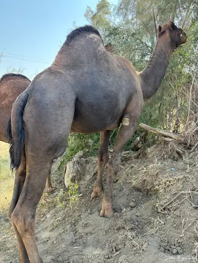 جمل ساحلي كفو index