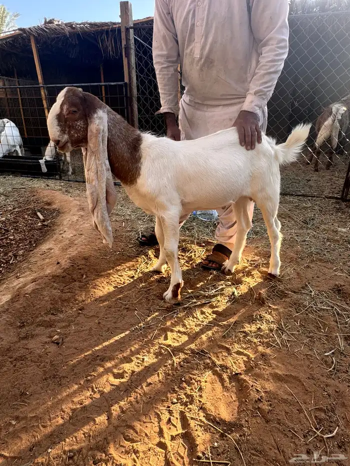 تيس هولندي 1