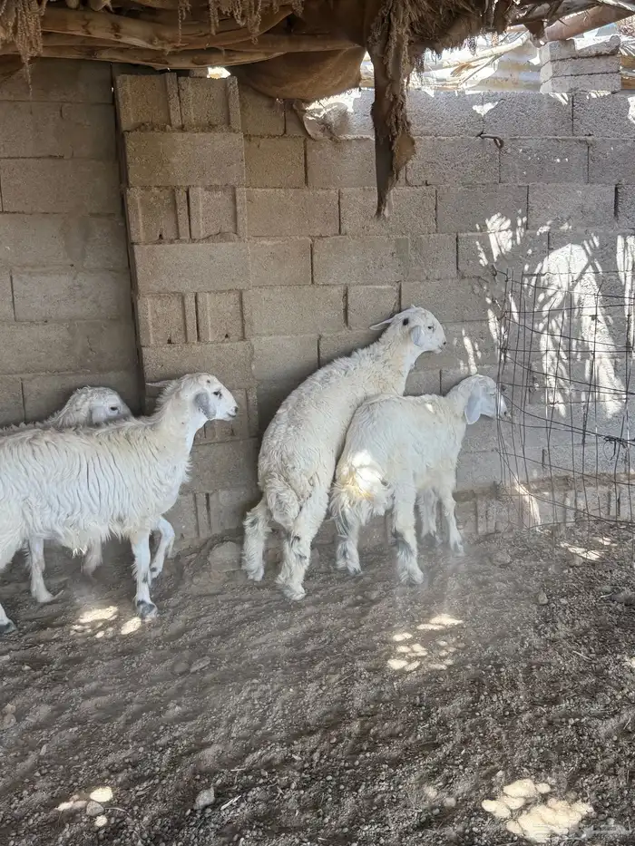 طليان فل الفل شحم من انتاج مراحي 0