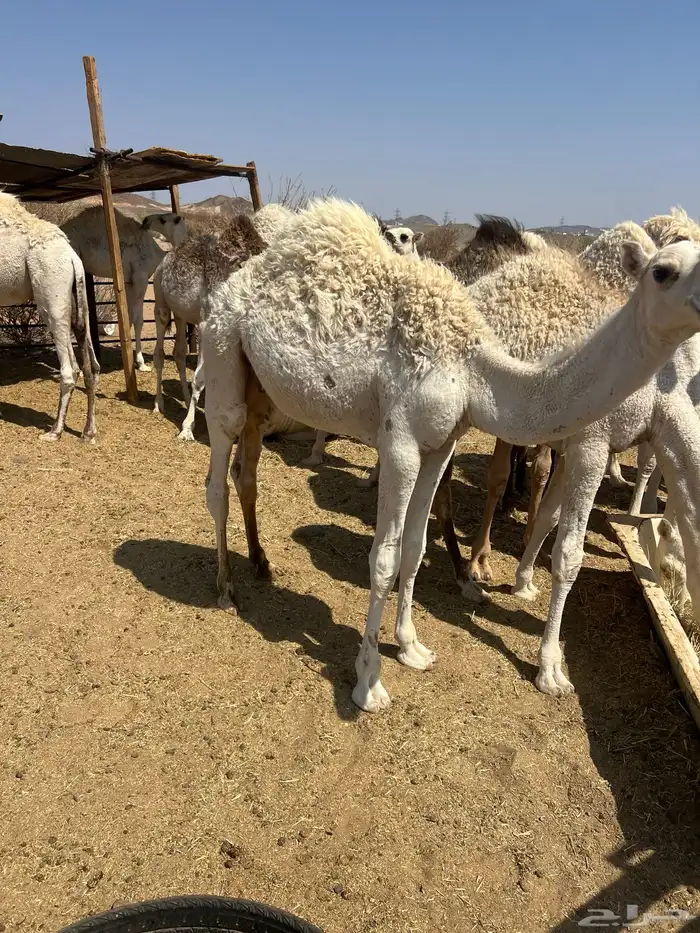 قعدان طيبة للذبح 4