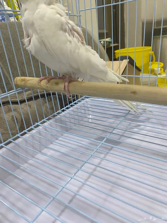 كروان اللبينو 1