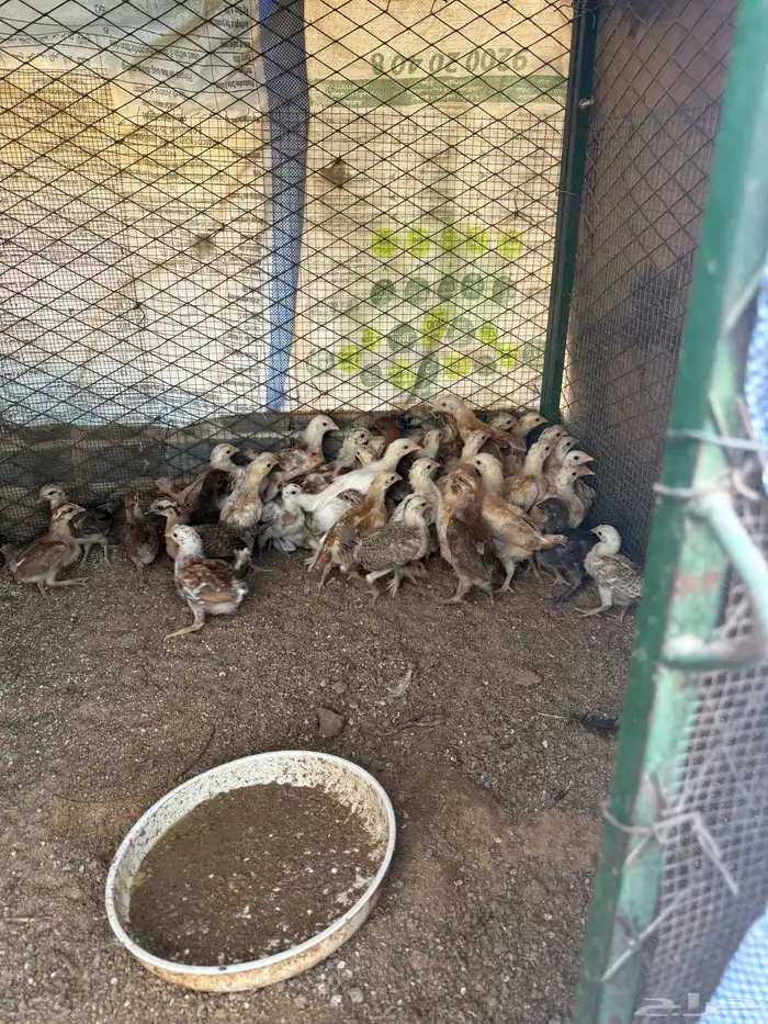 صوص عمره فوق شهر 2