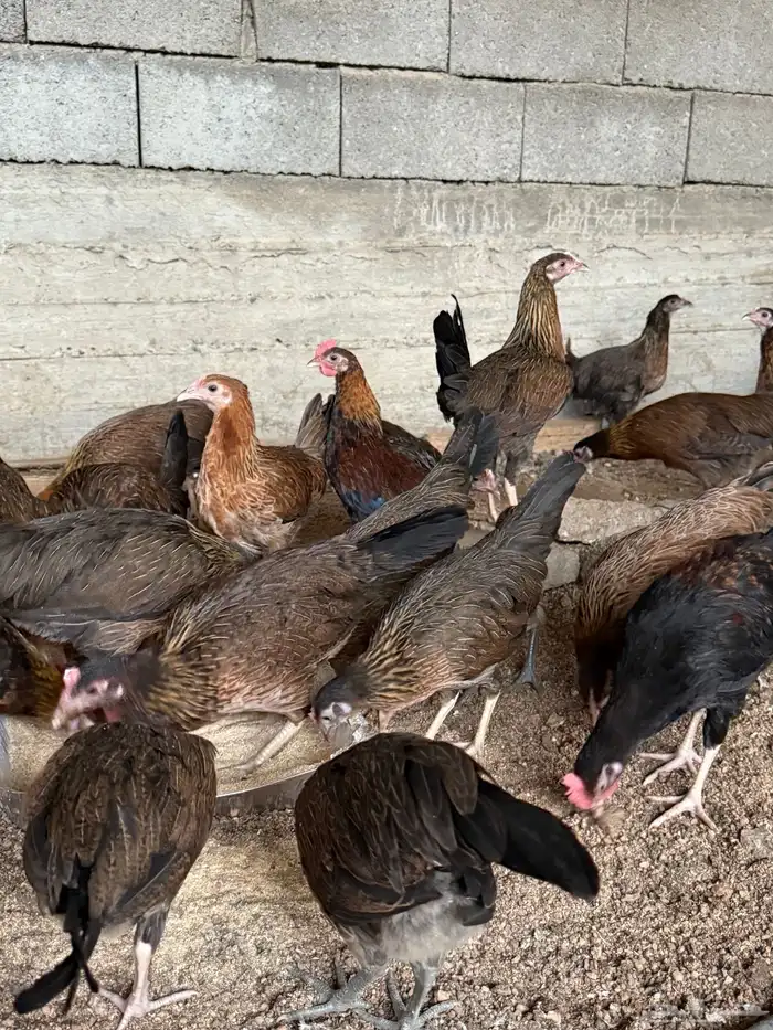 دجاج عربي اصيل بشاير العدد 25 0