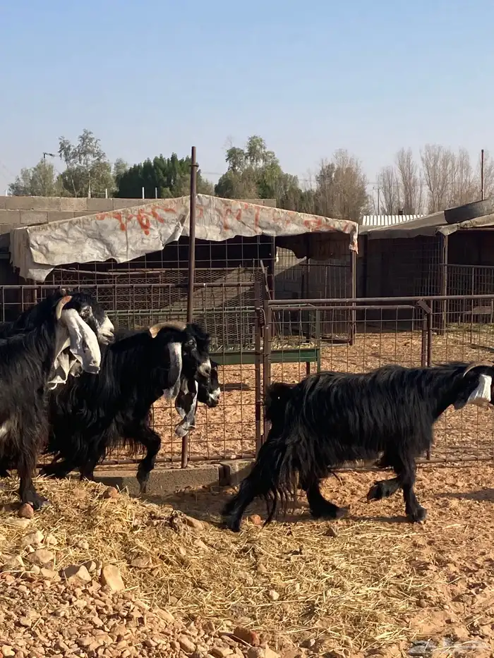 معزاء مقاني حلوه 2