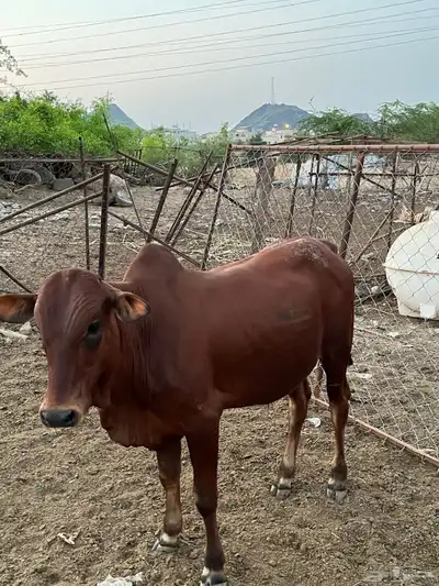 حسلان بلدي للبيع index