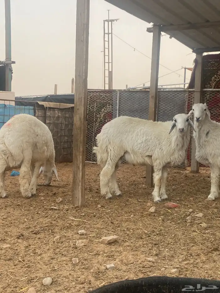 ذبايح نعيم   تابي و تمارا 15