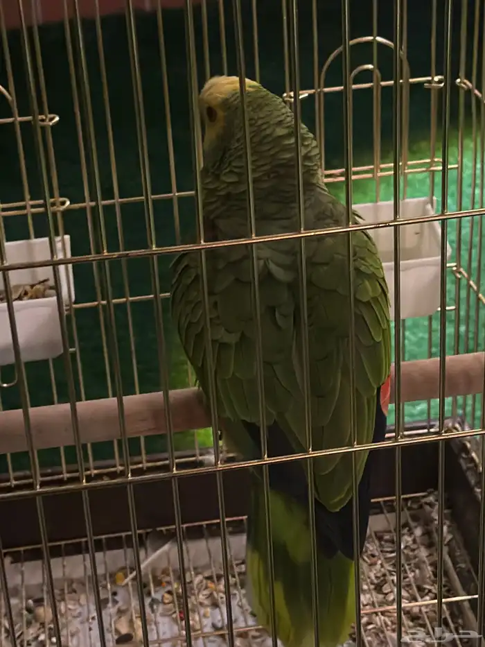 طير امزوني للبيع 1