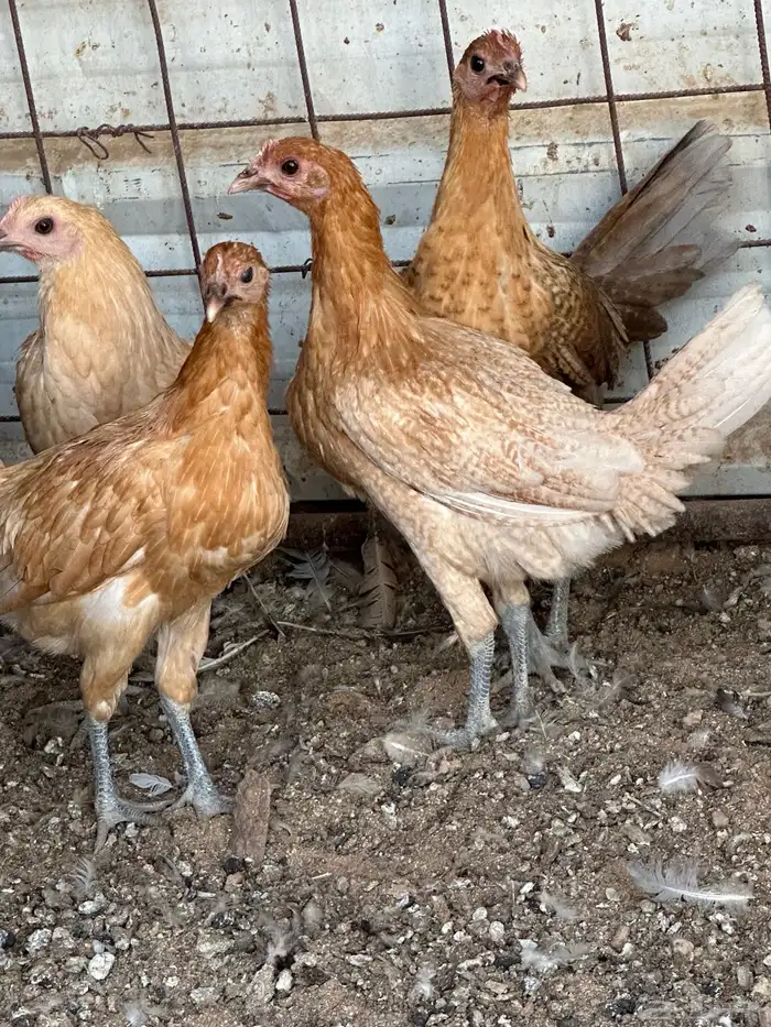 دجاج فيومي اورنج 3