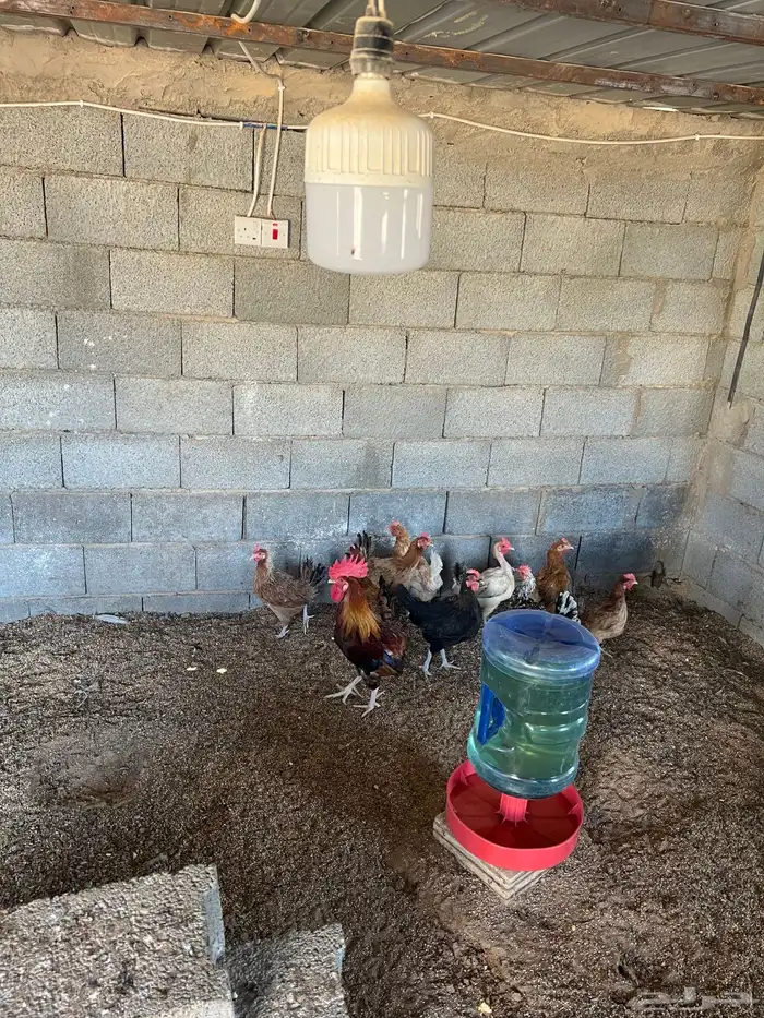 دجاج  بلدي بياض 5