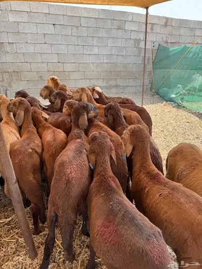 سواكن حمري index