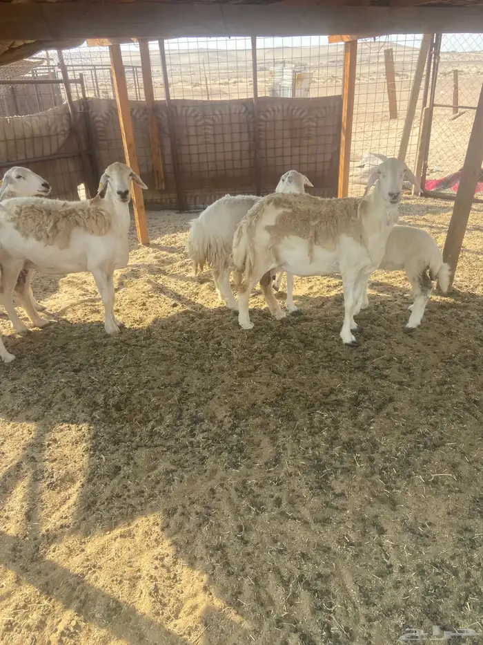 ضان مراح واحد. طيبات. 3