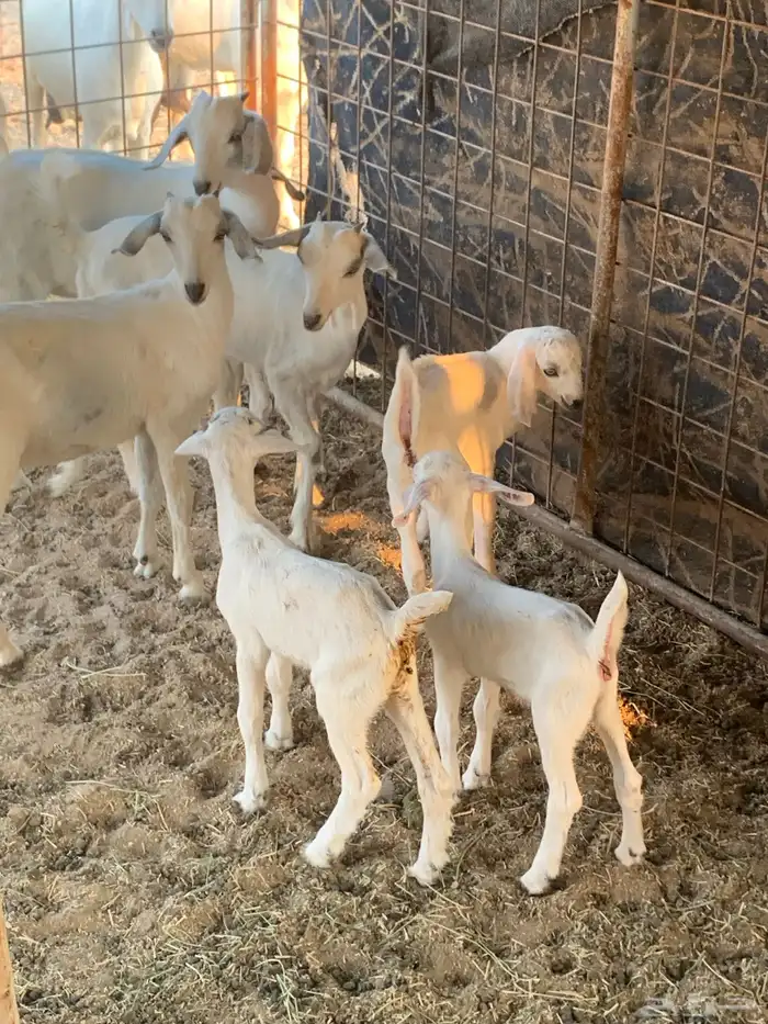 للبيع معزا بيشيات مواليد( تم البيع 7