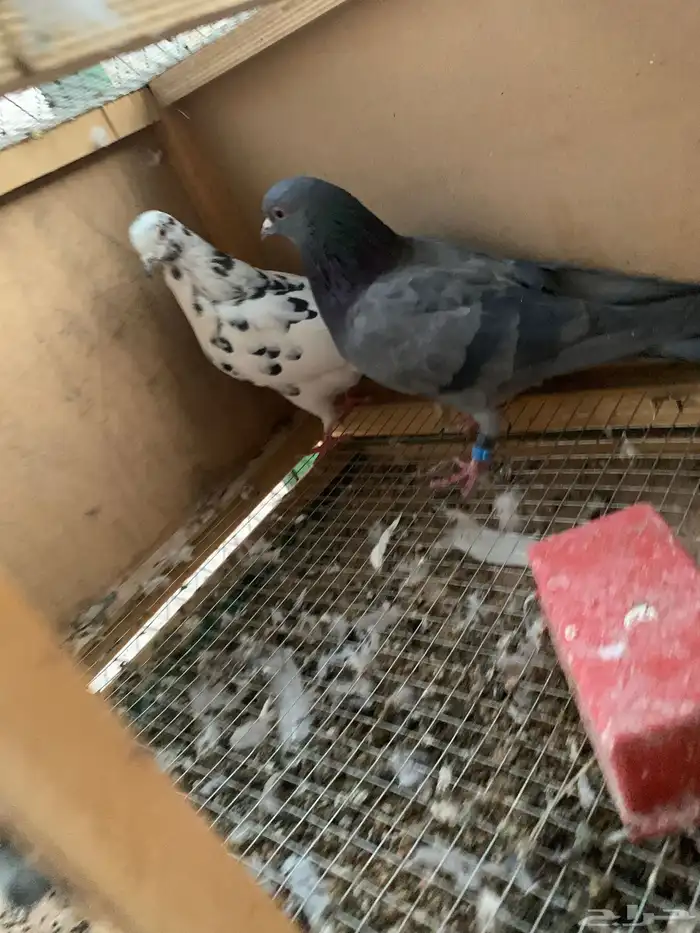 طيور للبيع 1