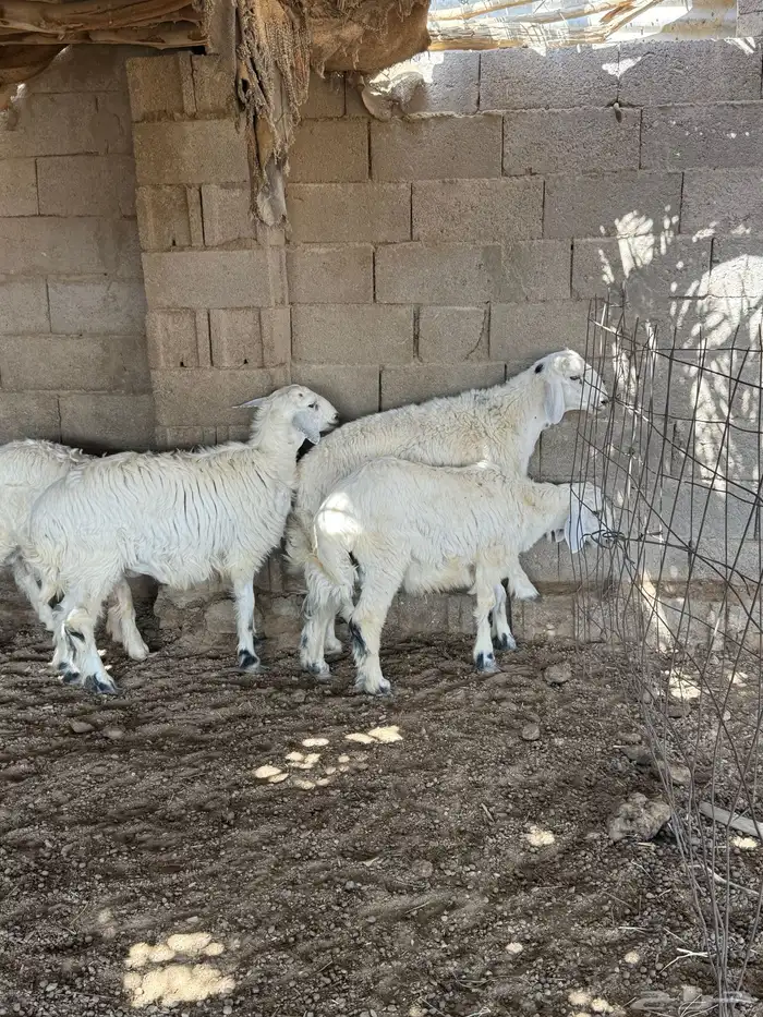 طليان فل الفل شحم من انتاج مراحي 9