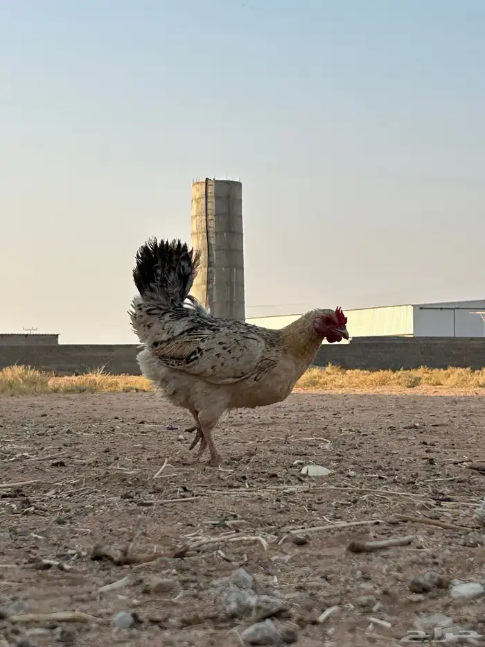 السلام عليكم دجاج بلدي للبيع 10