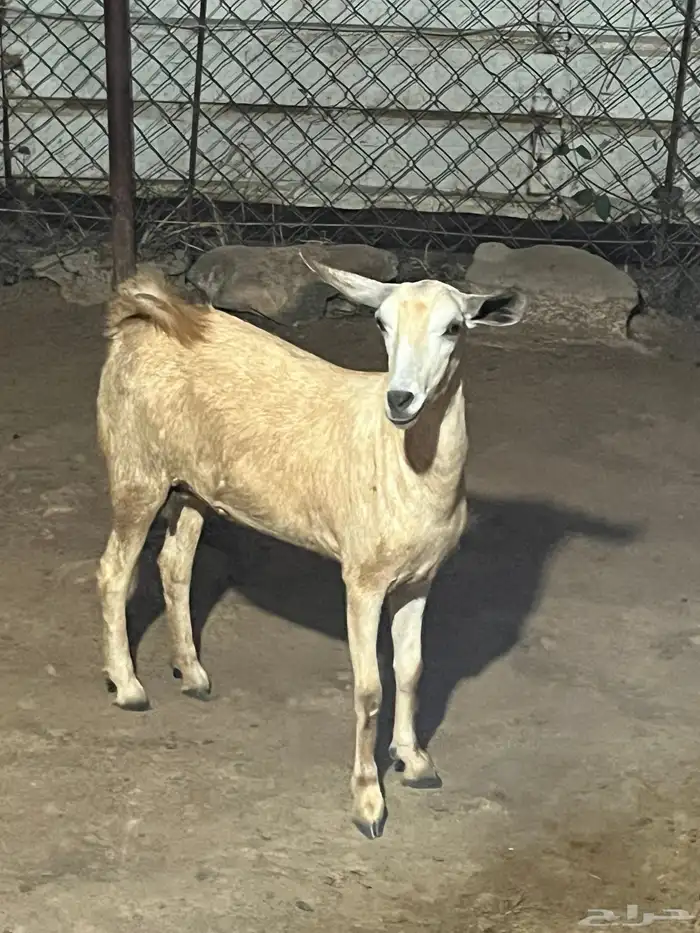 الموقع جنوب العارضة 0