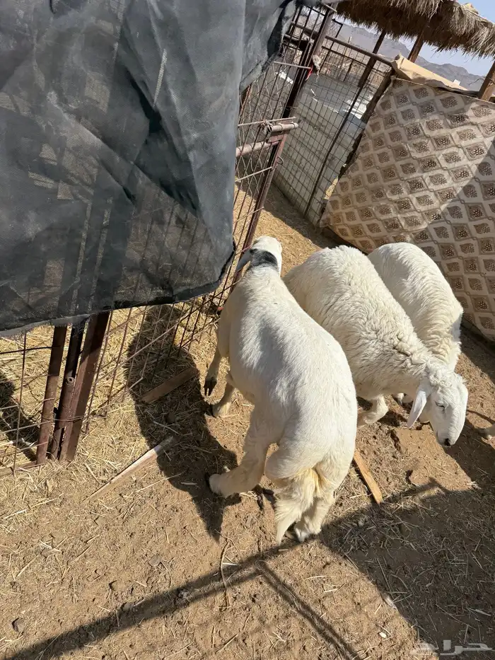 طليان. والتيوس ذبايح. 14