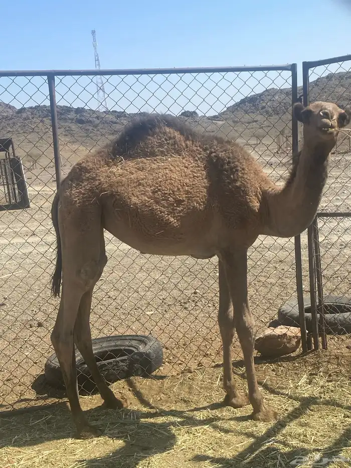 اعرض لكم ناقه خلفه تحتها بكره البكره عازلها عن امها مطوله 7