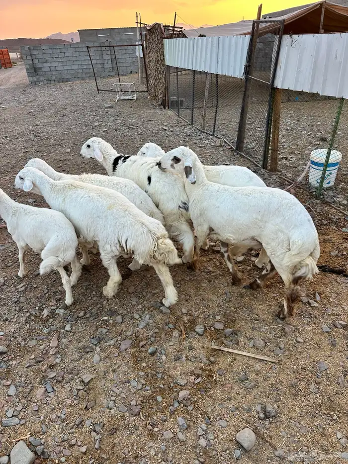 ذبائح الأكحل 10