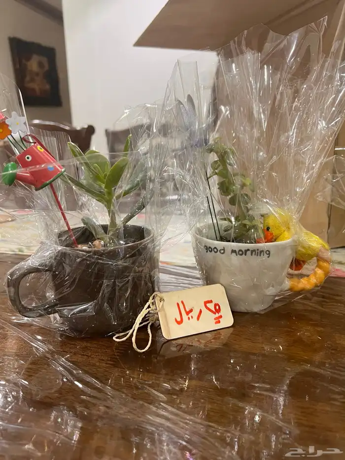 نباتات دمعة الطفل و اليشم 0