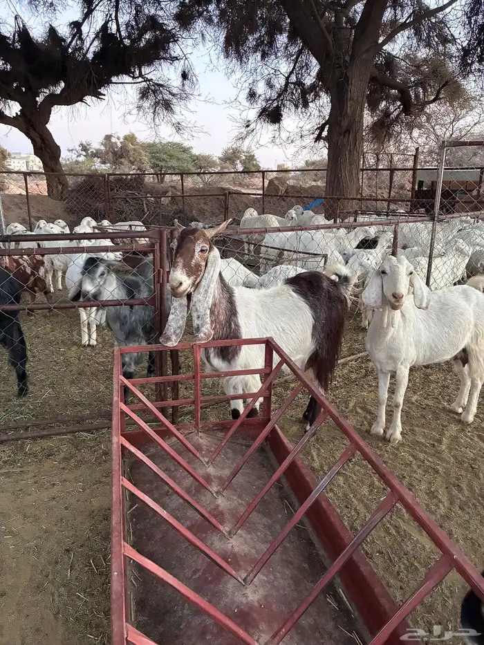 الماعز المطور 2