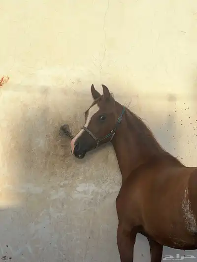 مهر واهو شيخخ index