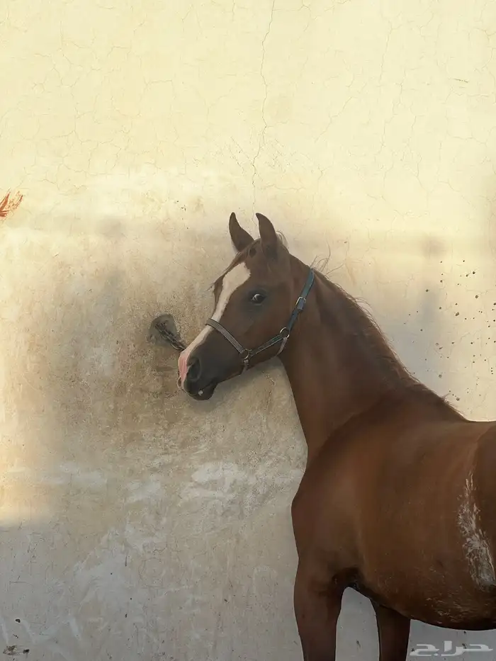 مهر واهو شيخخ 1