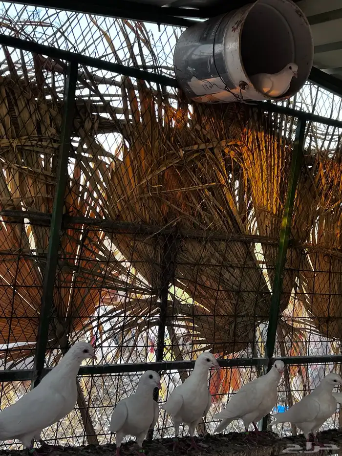 حمام زاجل ابيض 4