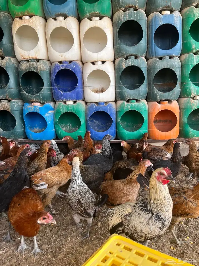 دجاج وديكه 7 اشهور 1