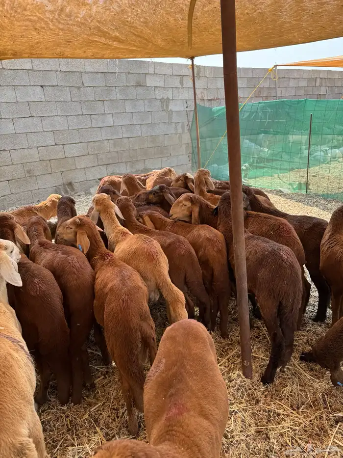 سواكن حمري 0