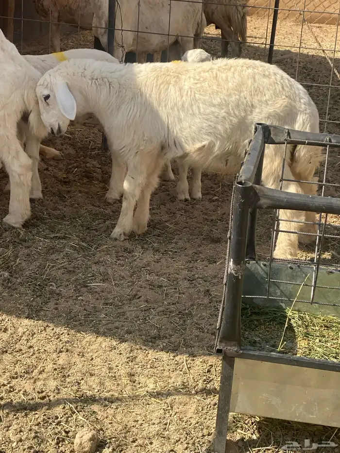 5 طليان حري ذبايح سمان 0