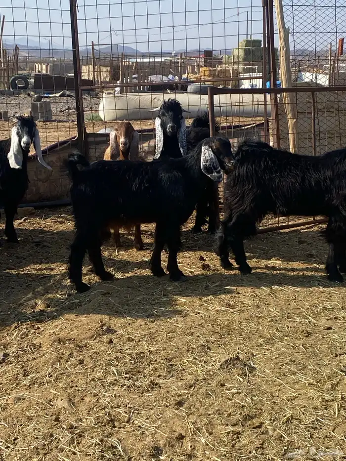 تيوس شحم شحم. ونظيفه. وبريه. العدد 13 فيها جفرتين 0