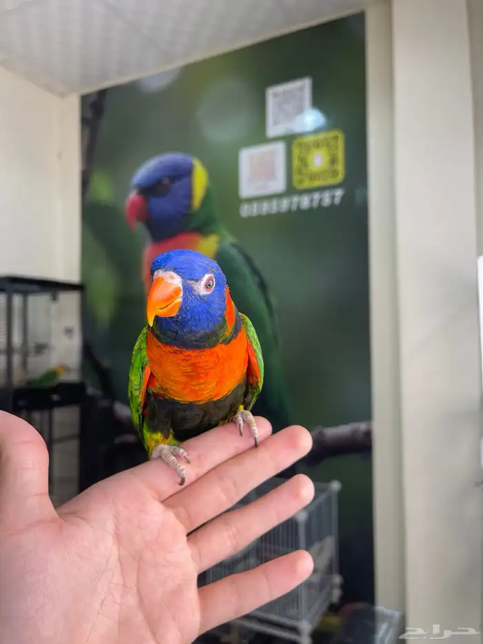 انثى لوري اليفه و منتجه تم البيع 1