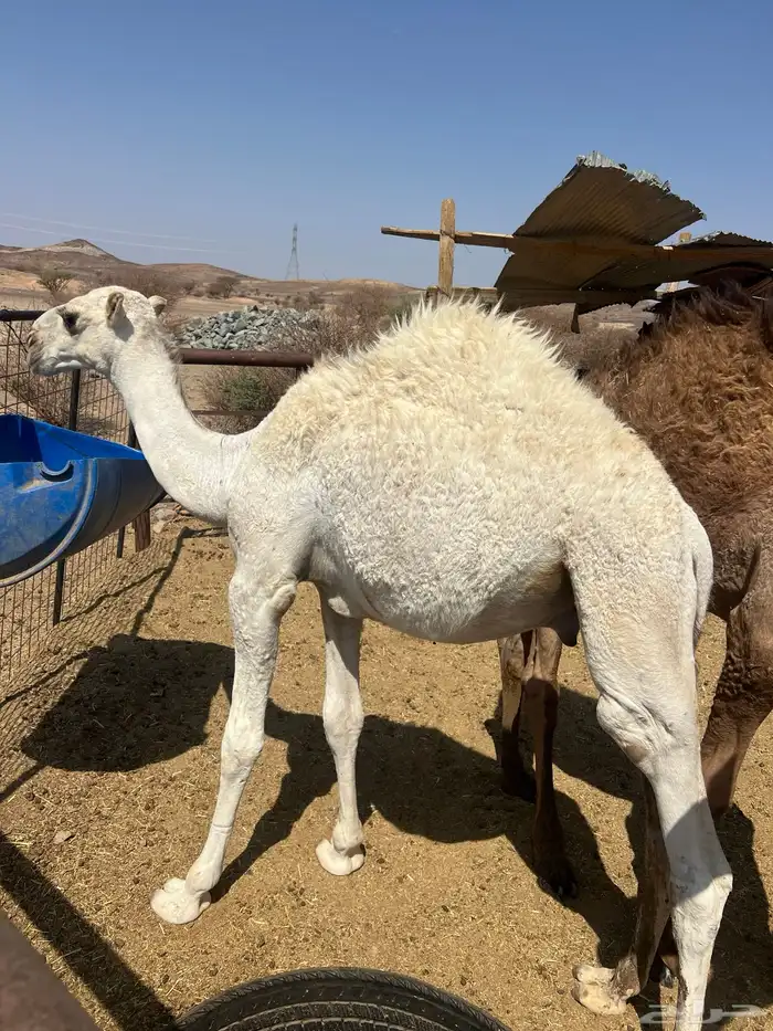 قعدان طيبة للذبح 3