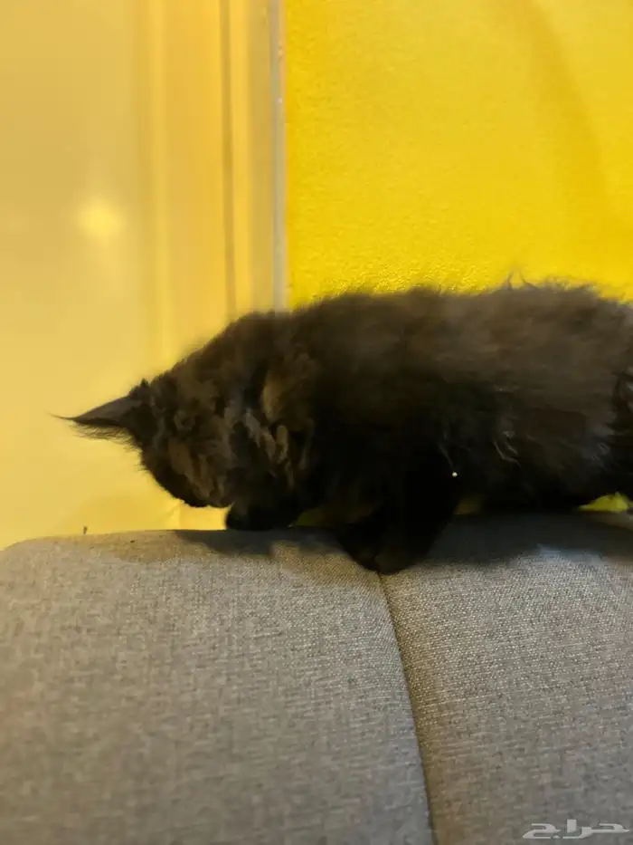 قطوتين للبيع 33