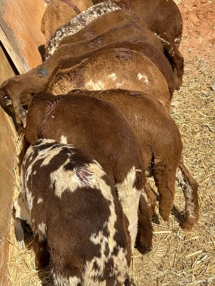 سواكنيات ورفيديات عمر 4 شهور مرابي 31