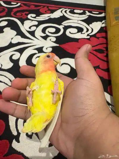 روز أليف index