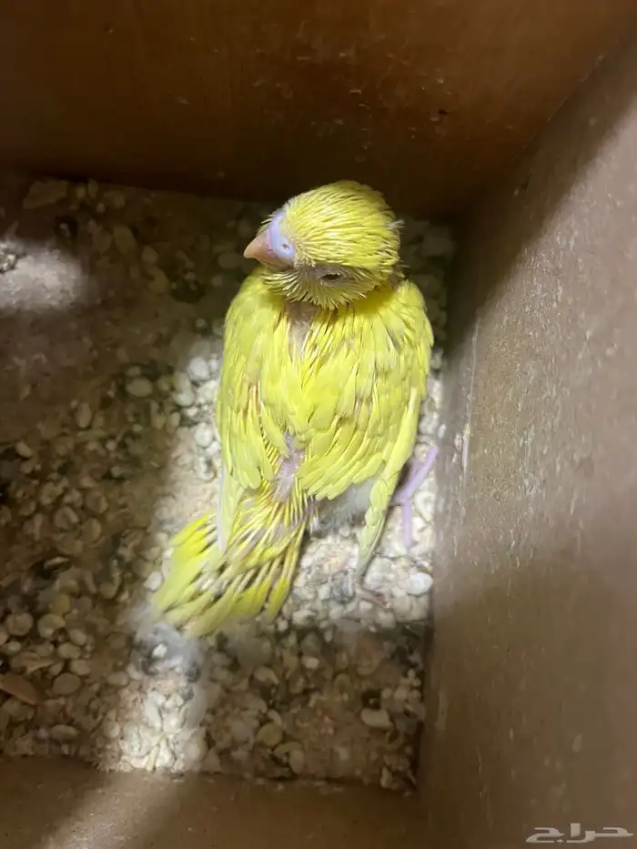 فرخ طيورحب الالوان ابيض واصفر والعيون حمر وصحت الطير طيبه 3