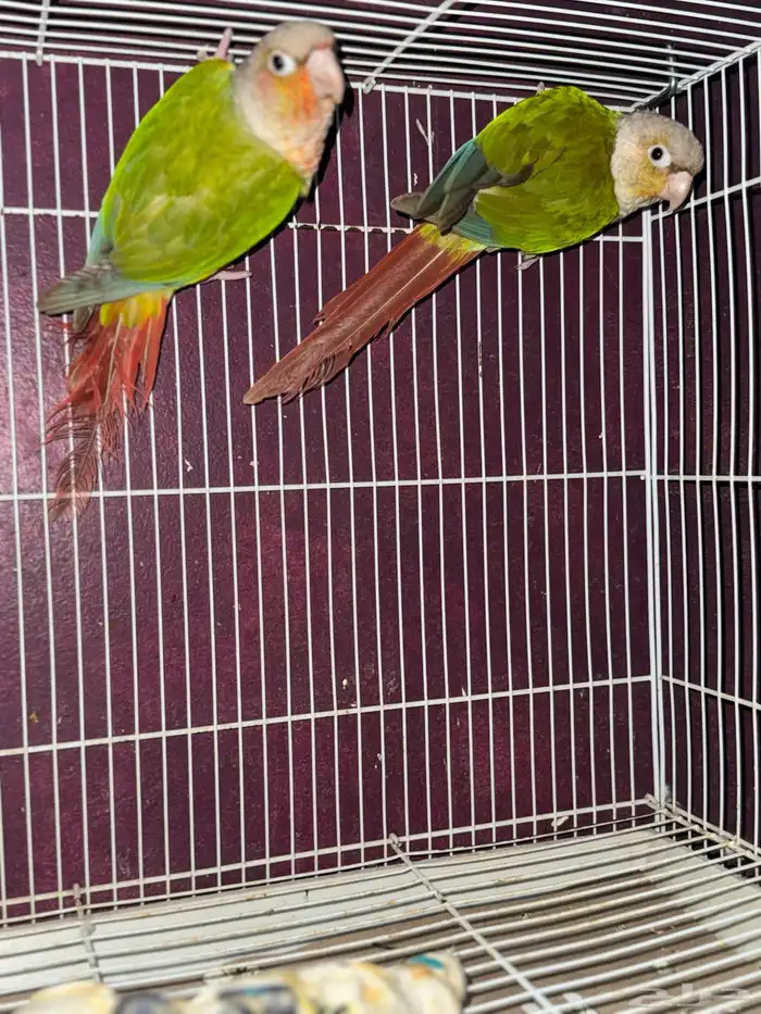 للبيع حبتين كنيور مجهول الجنس السوم من 500 البيع بدون ملحقا 0