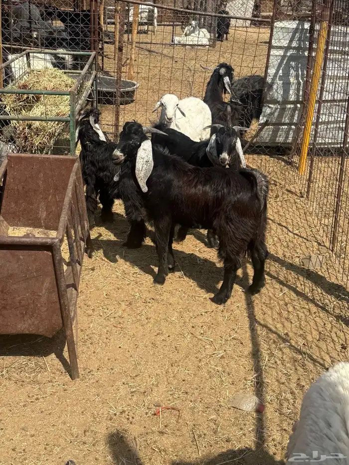 طليان. والتيوس ذبايح. 22