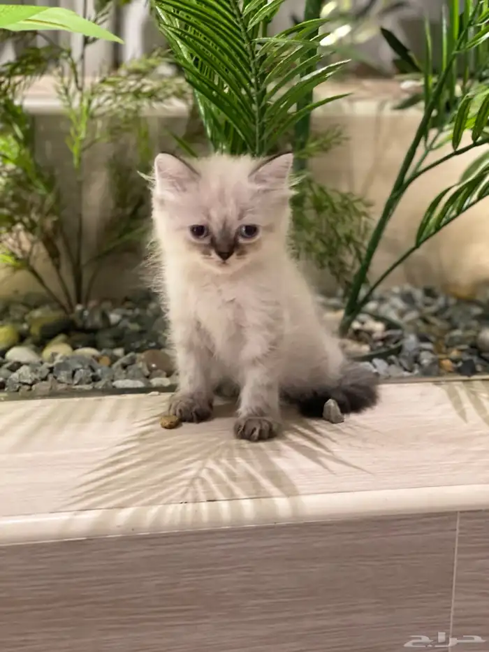 قطط هملايا بيوور 3